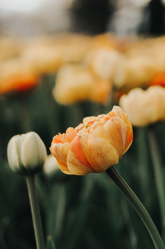 Orange flowers; reflections on losing a child