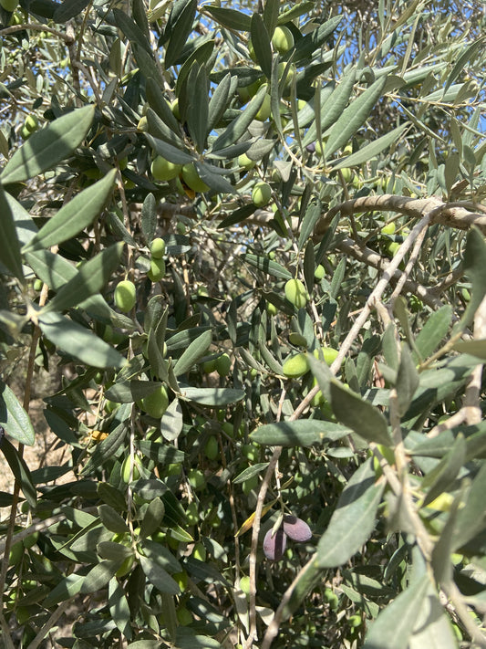 Olive Tree Israel