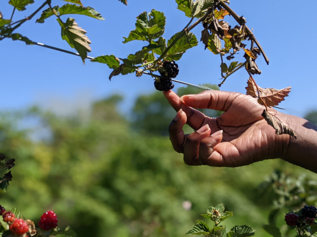 Blackberry picking; Nature; Grief Coping