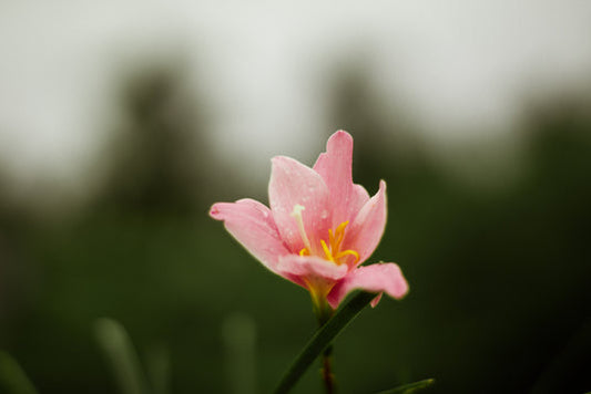 Pink Flower